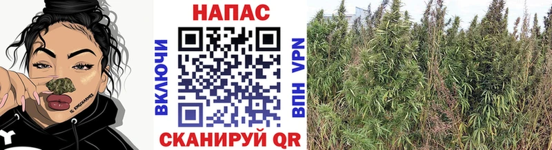 Как найти наркотики Киров Бошки Шишки КОКАИН Гашиш